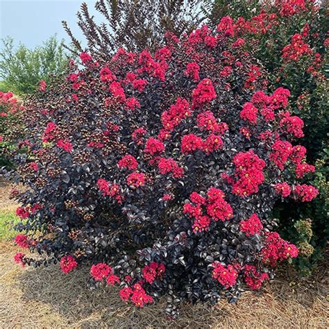 Using Shadow Magic Crape Myrtle in Floral Arrangements and Bouquets